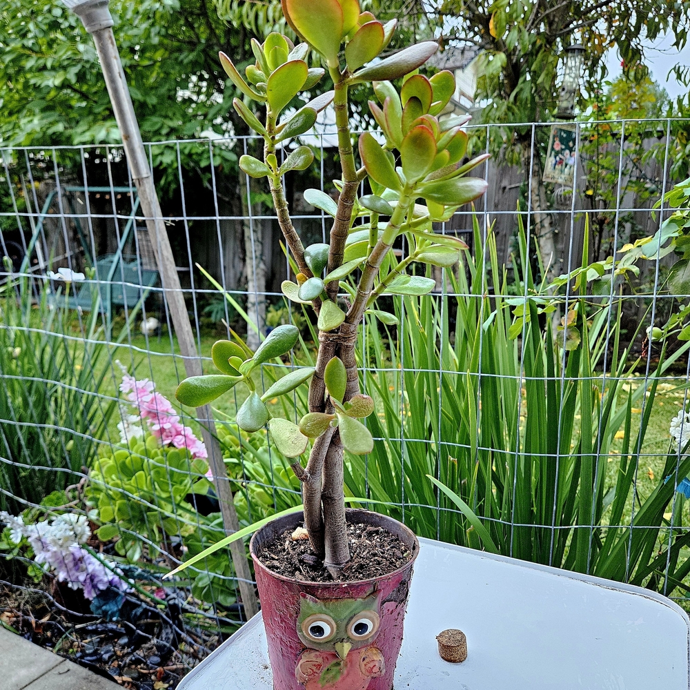 Ruby Jade Tree